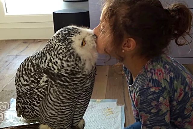girlnowl3