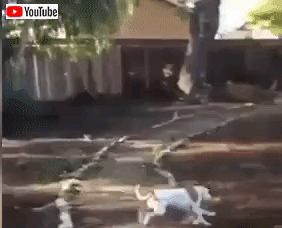 funnydogsncats2