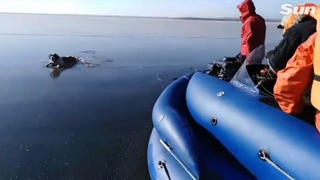 dogrescuedfromlake2_e