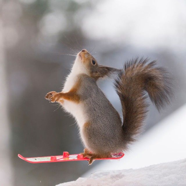 wintersportssquirrel13_e