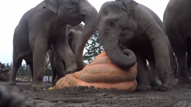 elephantnpumpkin1_e