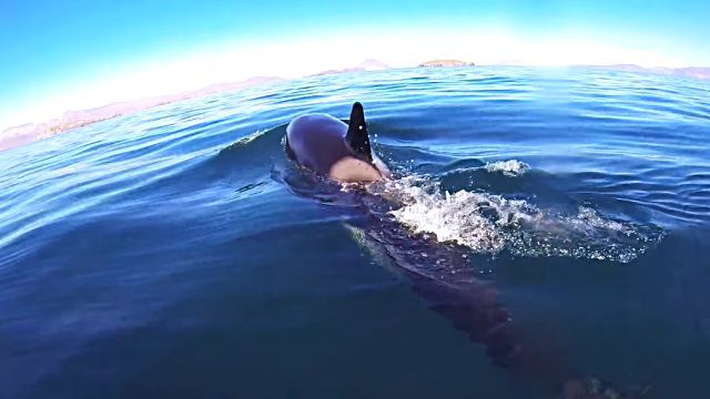 killerwhale5