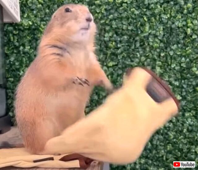 prairiedog3_640