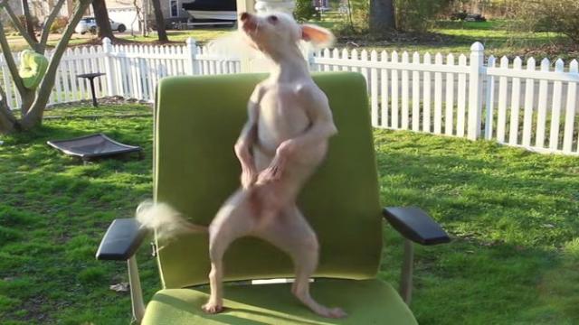 dancingdog1 ok
