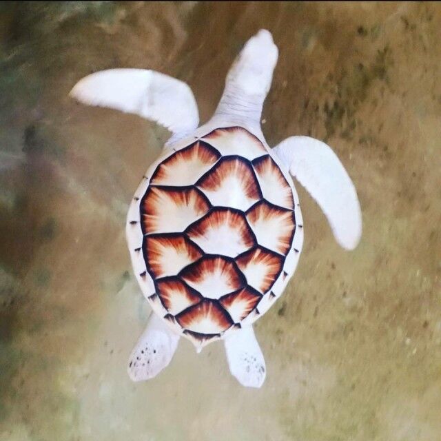 9ykq3t5gg1v41_e