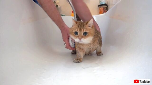 hosicoshower3_640