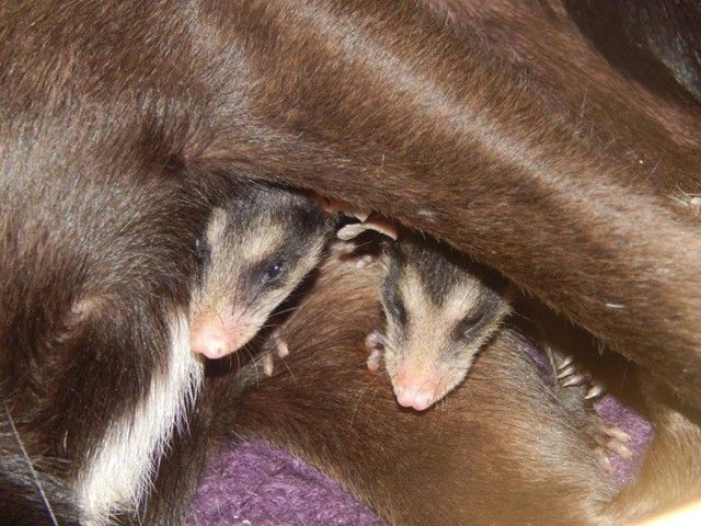 dog-adopts-opossums-baby-orphans-stephanie-maldonado-7_e