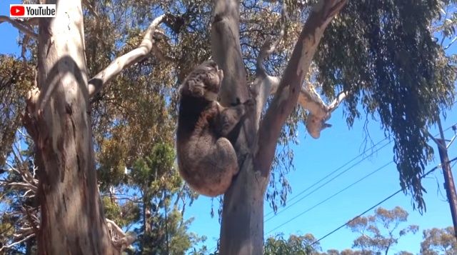 koalagetkicked5_640
