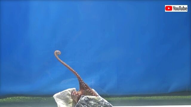 octopustocat8_640