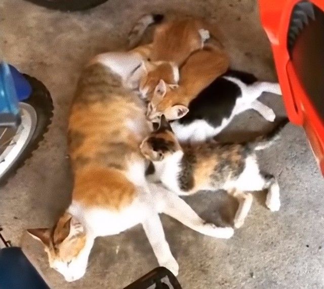 mothercats11_e