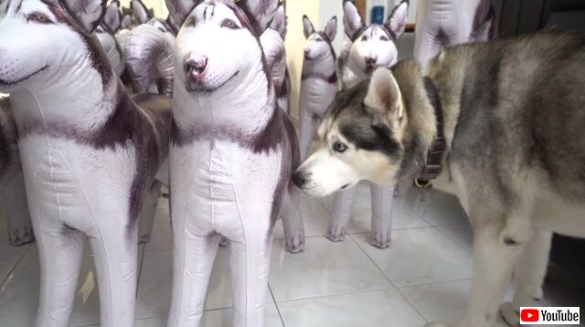 100huskies4_640