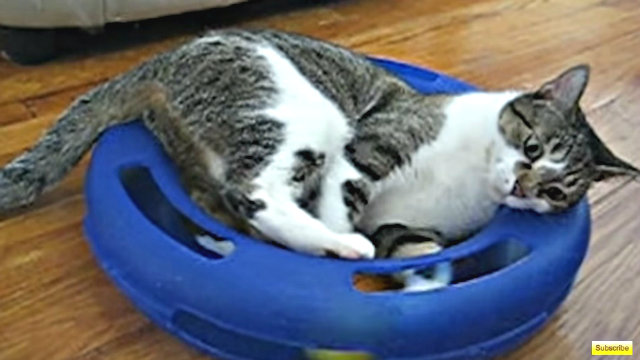 catandtoy1