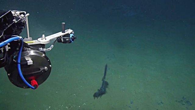 Siphonophore1