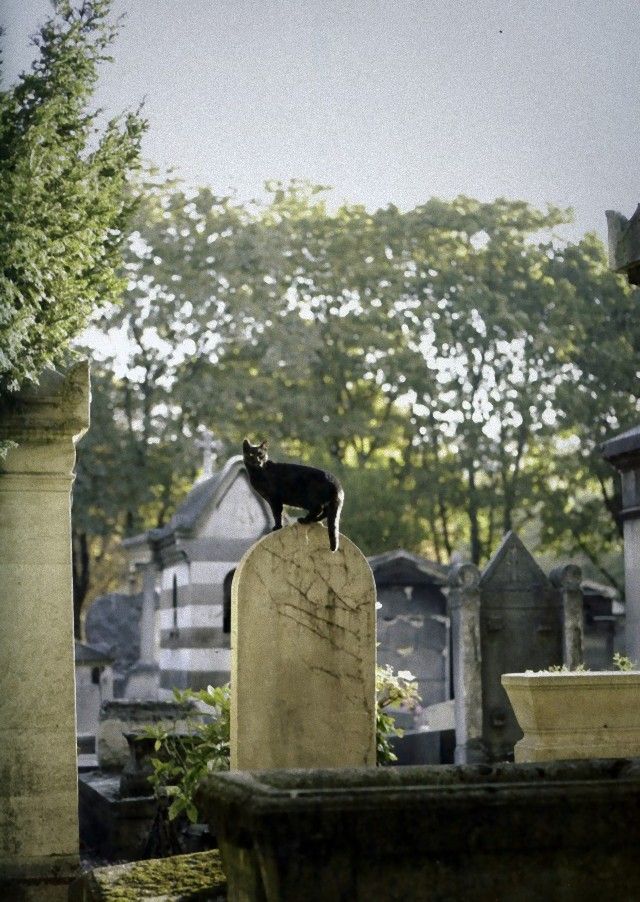 cimetière-montmartre_e