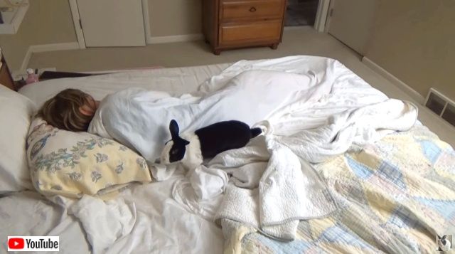 gmorningrabbit5_640