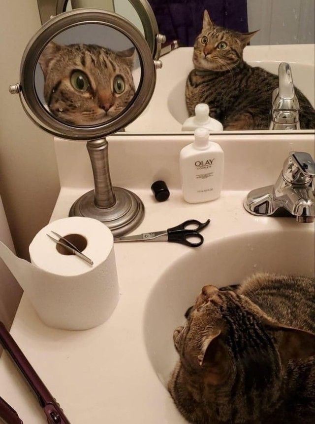 1qFJE5V_e