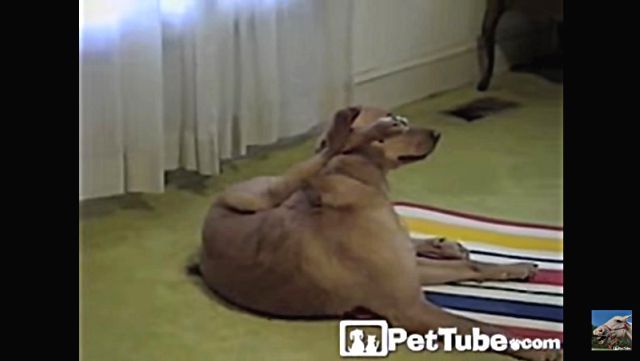 yogidog3