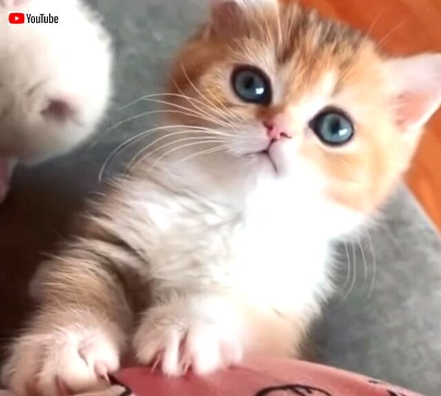 munchkinkitten4_640
