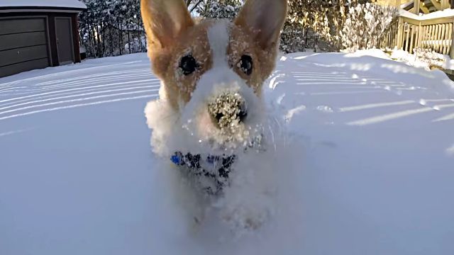corgi5