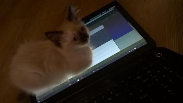 net]
