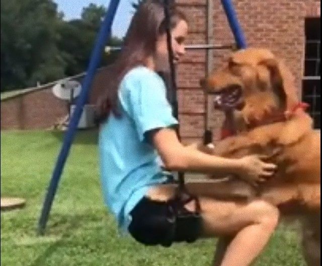 dogwantstoswing5_e
