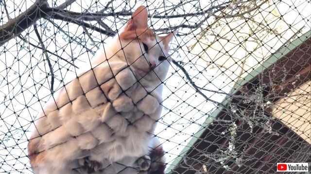 outdoorcats1_640