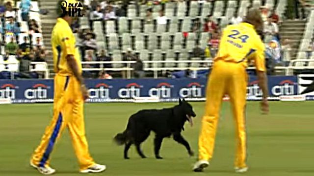 ipldog5
