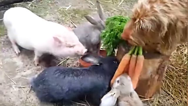 bestpet201807311