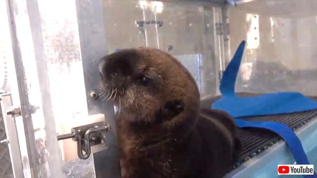 seaotterssplendor1_640