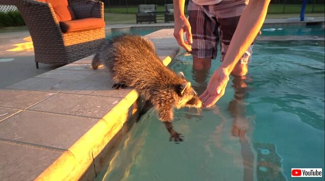 babayracoonspool1_640