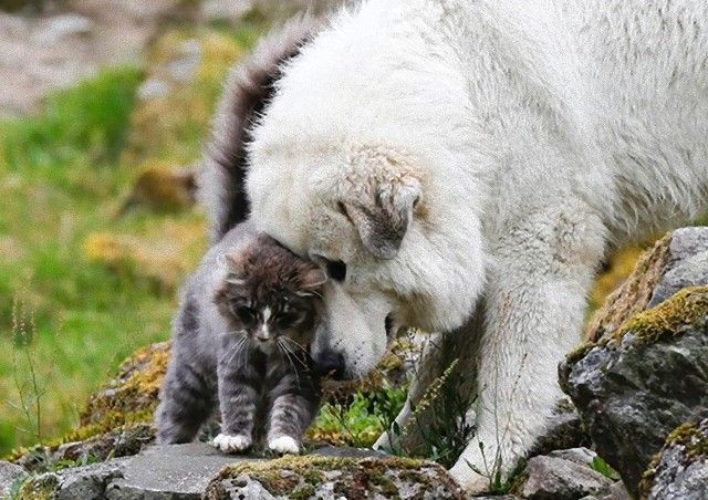 catsndogs14_e