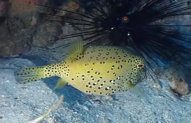 pufferfish7_e
