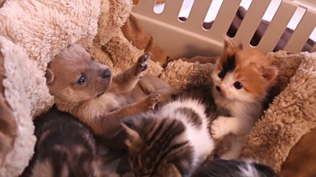 puppyncatfamily5