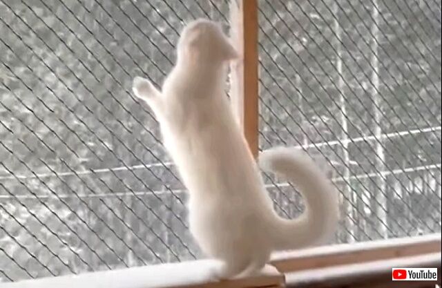 snowcat2_640
