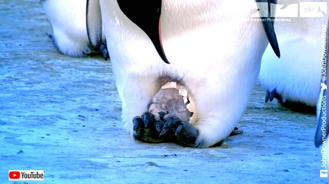 penguincam3_640
