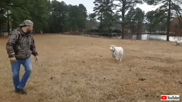 犬と勘違いすんな 羊に お手 をさせようとしてみたものの マランダー