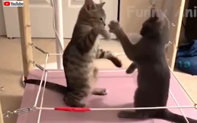 funnydogsncats4_640