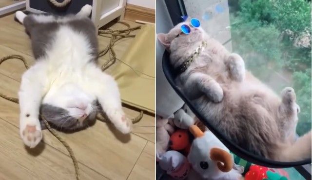 funnycatssleeping4_e