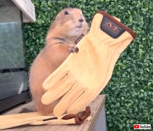 prairiedog2_640