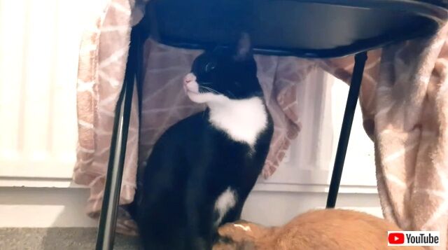 catnbunny4_640