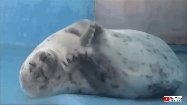 jiggly