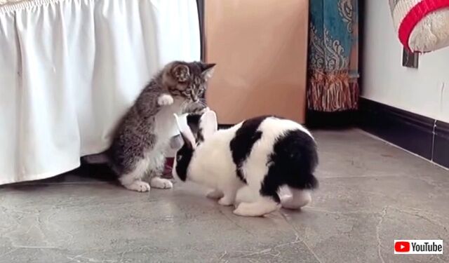 dogbunnykitten3_640