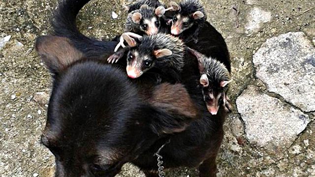 dog-adopts-opossums-baby-orphans-stephanie-a
