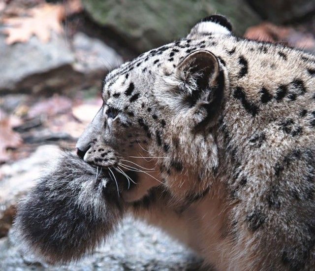 snowleopards8_e