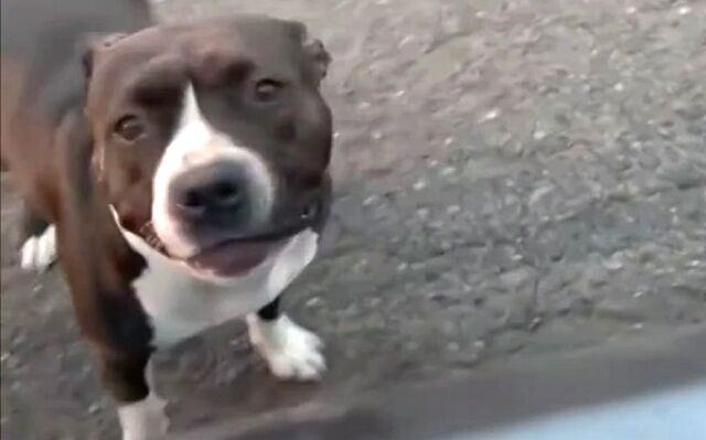 my dog0_640
