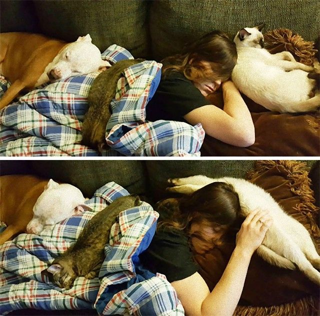 living-with-multiple-pets-user-submissions-3