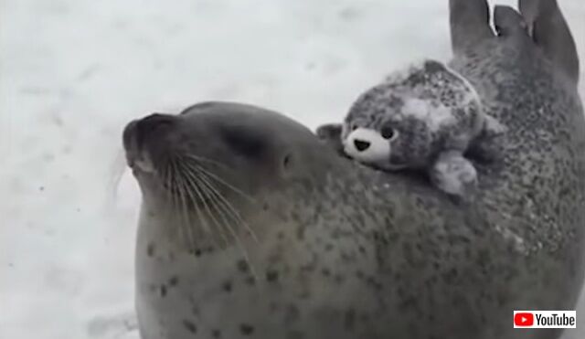 animalmoments2_640