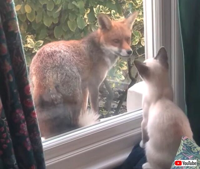foxncat1_640