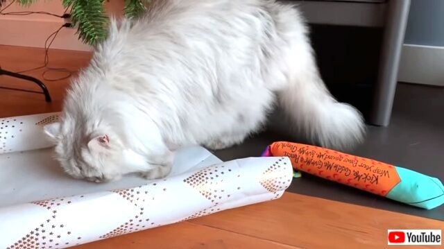 catsconquerxmaspres6_640