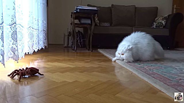 catnspider3